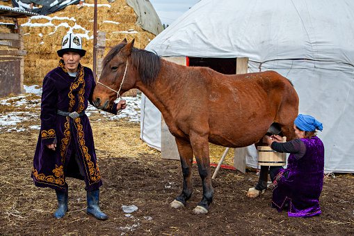 Bishkek, Kyrgyzstan - October 20, 2018: Nomadic man holds the horse and nomadic woman milks the horse to make local traditional drink of kymyz, in Bishkek, Kyrgyzstan.
