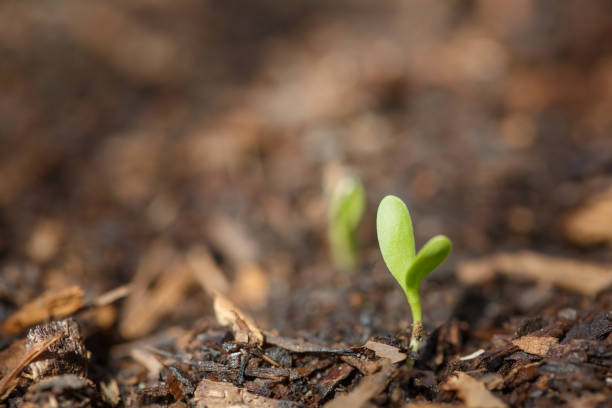 Flower Seedling - Young flower start in soil, cotyledons, copy space on mulch, dirt, brown background stock photo