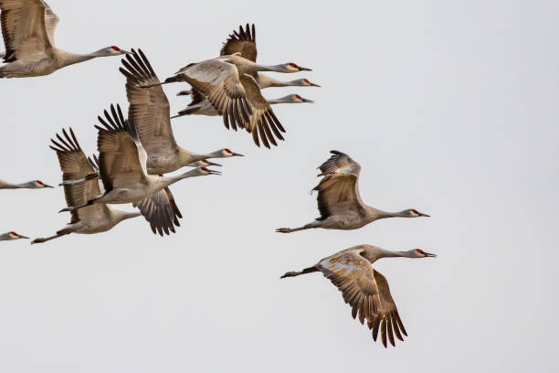 rebanho de guindastes de areia em voo perto de otelo washington - sandhill crane - fotografias e filmes do acervo