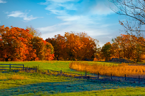 Fall Colors-Farm Field with Colorful Maple Trees-Howard County Indiana