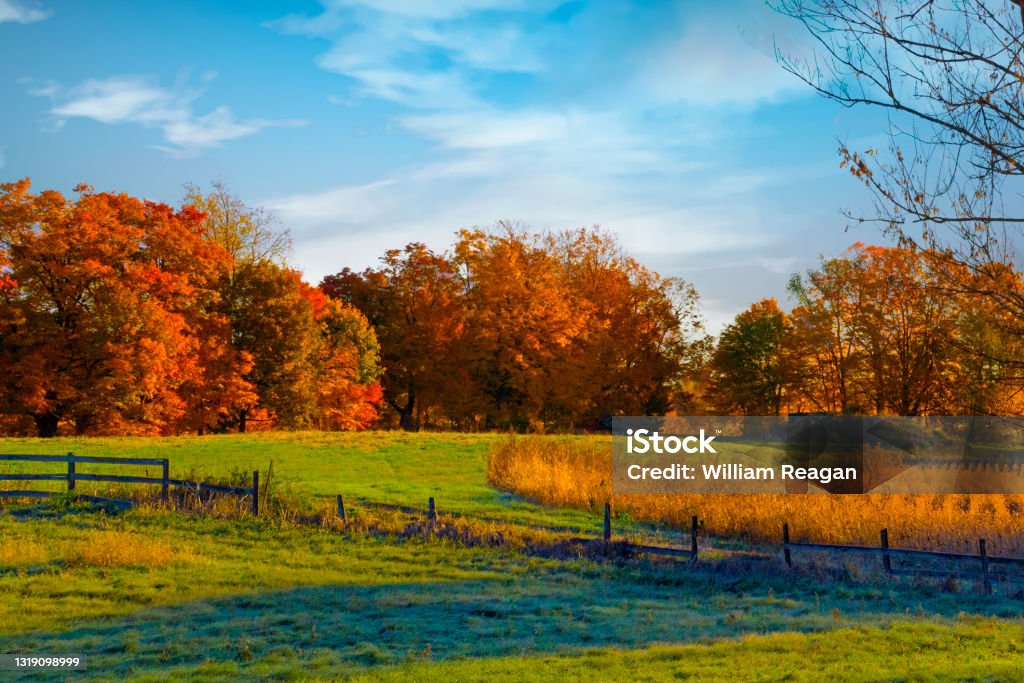 Fall Colors-Farm Field with Colorful Maple Trees-Howard County Indiana Autumn Stock Photo