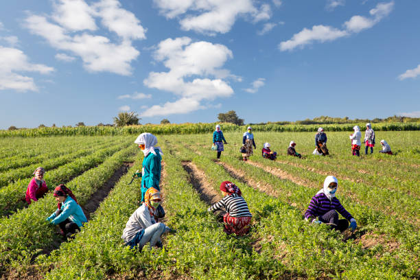 Samarkand, Uzbekistan - September 13, 2019: Local women picking cotton in the agricultural fields outside of Samarkand, Uzbekistan