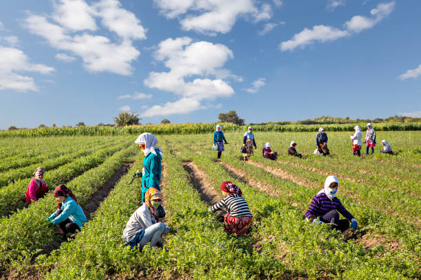 хлопковые сборщики, самарканд, узбекистан - tea crop picking women agriculture стоковые фото и изображения