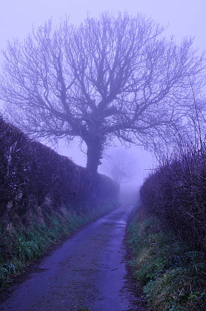 istock Misty country lane,Jersey. 131910015