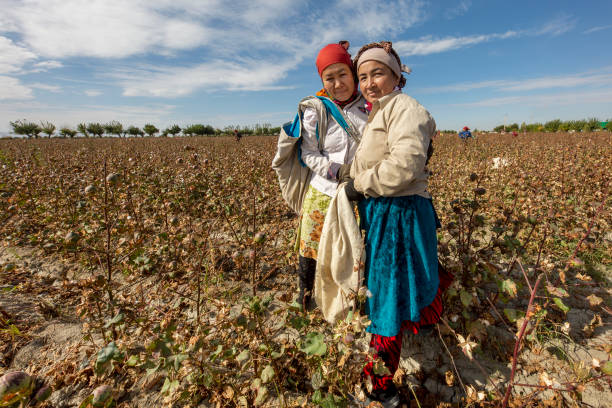 recolectores de algodón, samarcanda, uzbekistán - cotton photography cloud plantation fotografías e imágenes de stock