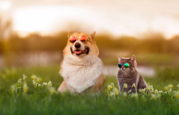 couple corgi dog and striped cat sit on a summer sunny meadow in sunglasses glasses fashionable couple corgi dog and striped cat sit on a summer sunny meadow in sunglasses glasses cat-glasses stock pictures, royalty-free photos & images
