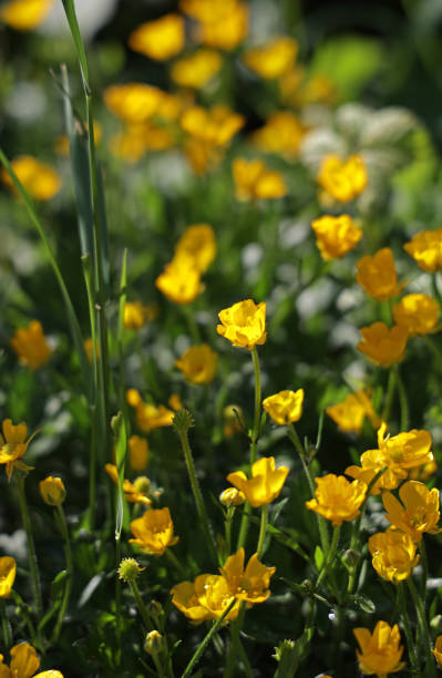 istock Buttercups in Southwestern British Columbia, Canada 1319101903