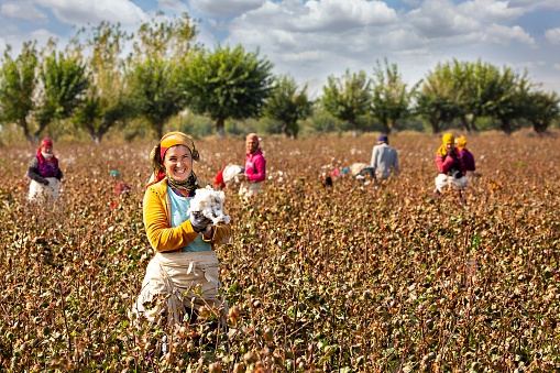 Samarkand, Uzbekistan - October 13, 2018: Local women picking cotton in the agricultural fields outside of Samarkand, Uzbekistan