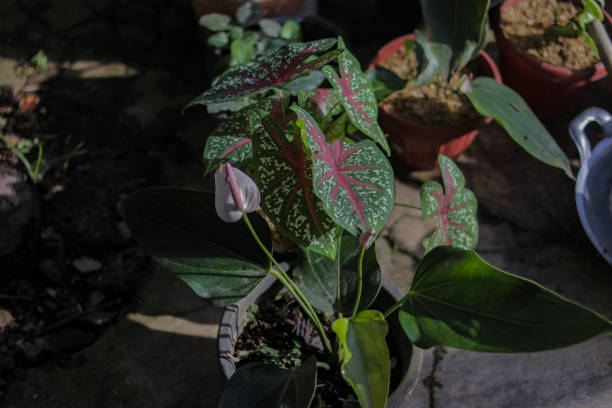 istock Beautiful Caladium leaves in the garden 1319103287