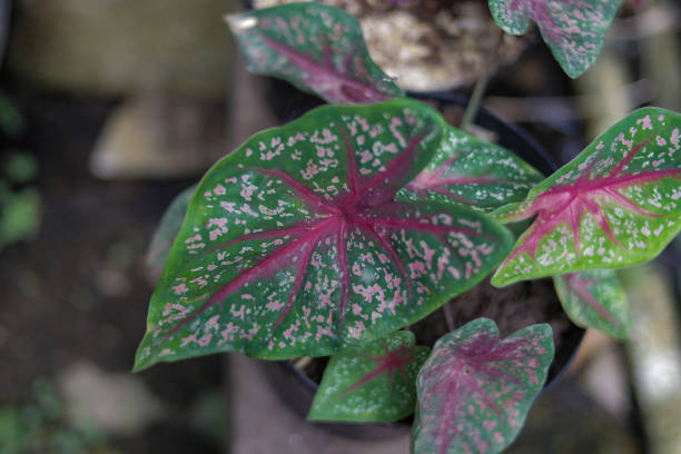 istock Beautiful Caladium leaves in the garden 1319103643