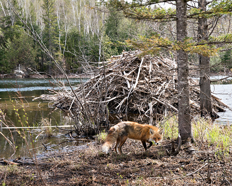 Red fox by a beaver lodge with water, forest and beaver lodge background in its habitat and environment. Fox Image. Picture. Portrait. Photo.