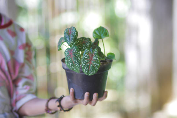 istock Beautiful Caladium leaves on hand 1319106283