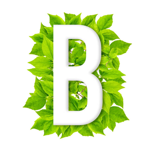 istock Letter B green leaves background ABC floral alphabet 1319108274