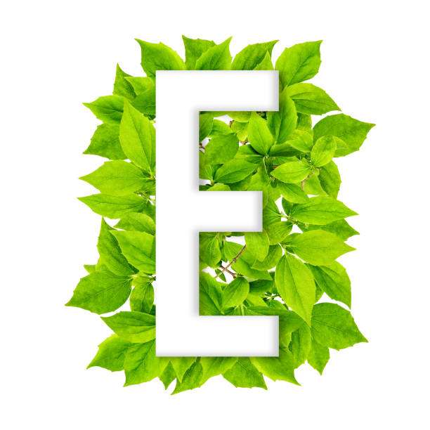 istock Letter E green leaves background ABC floral alphabet 1319108280