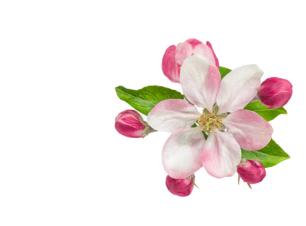 Apple tree blossom with green leaves isolated on white background. Spring flower