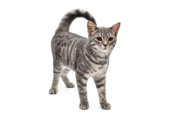 istock Beautiful gray cat isolated on white background. 1319109802