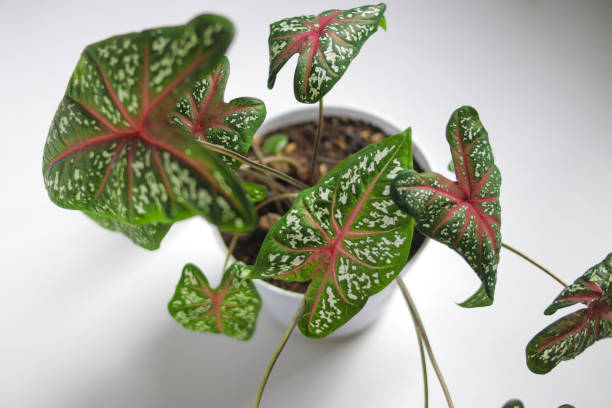 istock Beautiful Caladium leaves on white background 1319111204