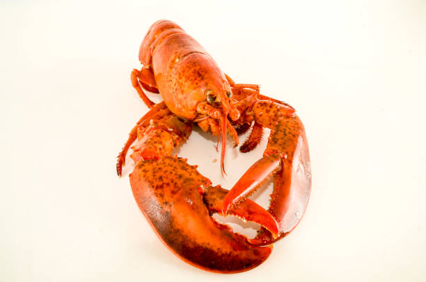 istock Delicious freshly steamed lobster 1319111958
