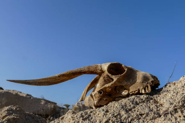 istock Dry Goat Skull Bone, Goat Skull background in the desert 1319112053