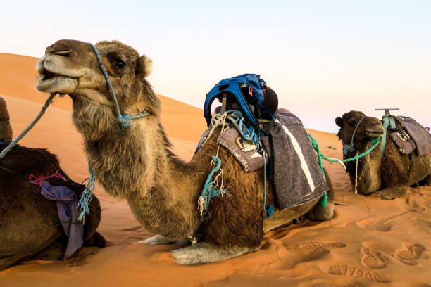 istock camel in desert, photo as background 1319112179