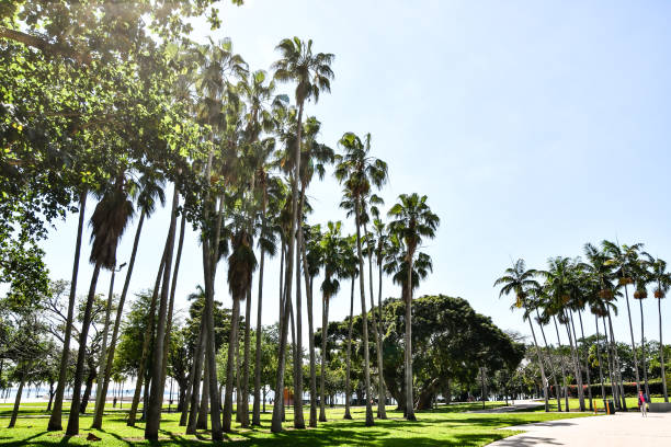 istock palm trees on beach, photo as a background 1319112221