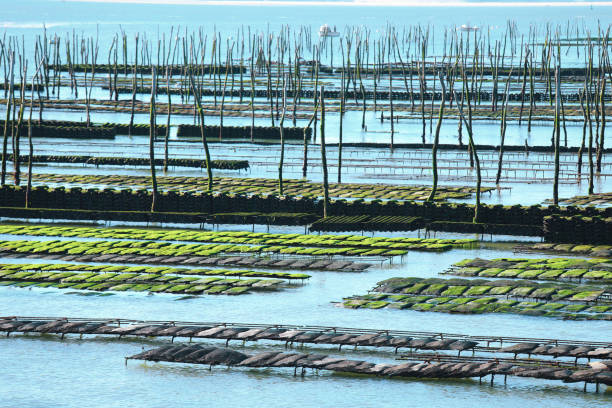 Oyster farm Oyster farm at Arcachon bay, France cancale photos stock pictures, royalty-free photos & images