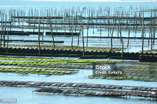 Oyster Farm Stock Photo - Download Image Now - Cancale, Oyster, Farm
