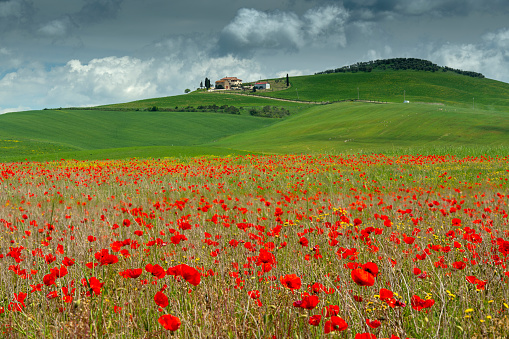 Poppy field with poggio tobruk on the background and cloudy sky - Tuscany - Italy