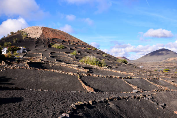 Vineyards in La Geria Lanzarote canary islands Spain