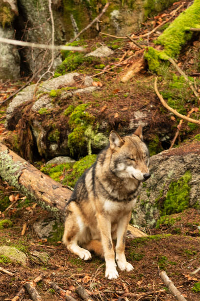 istock Wild wolf in his natural territory 1319113873