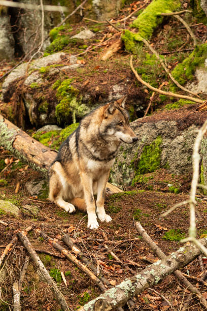 istock Wild wolf in his natural territory 1319113978