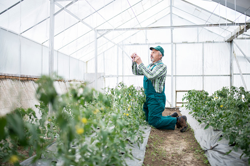 A side view of a senior farmer on knees tying up a tomato plant in a green house.