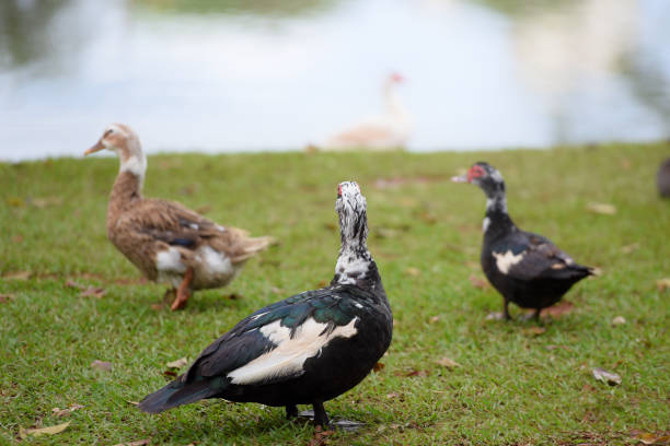 istock ducks walking on the grass, bird isolated on blurred green background 1319116792