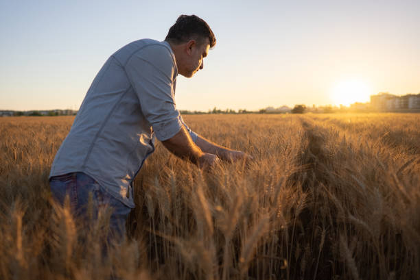 istock Farmer overlooking at new crops 1319117049