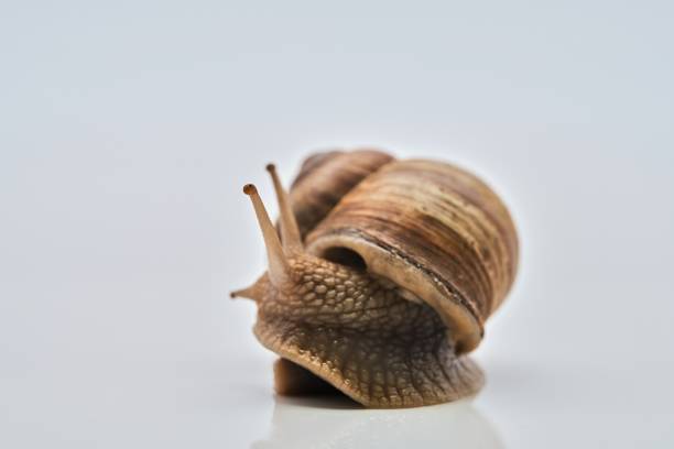 Helix pomatia