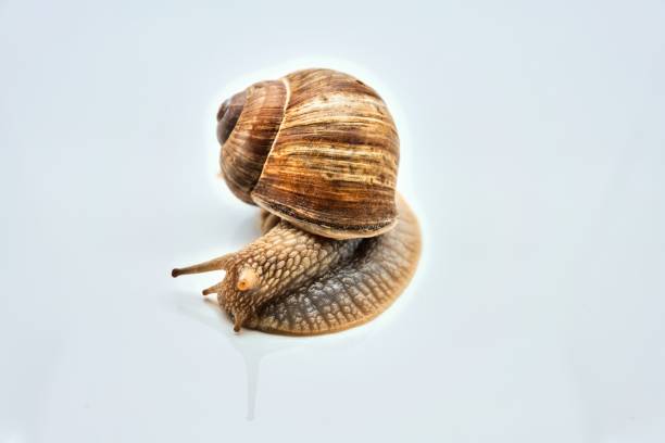istock close-up of a huge snail isolated with selective focus 1319118115