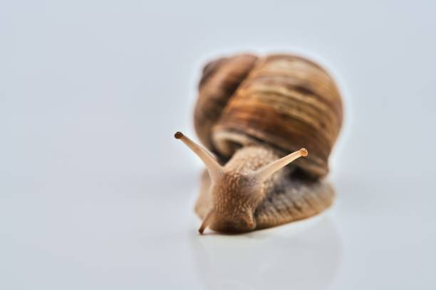 istock close-up of a huge snail isolated with selective focus 1319118248