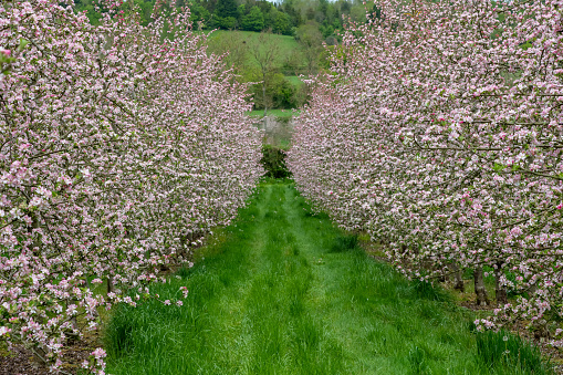 View of apple trees in blossom in a cider orchard