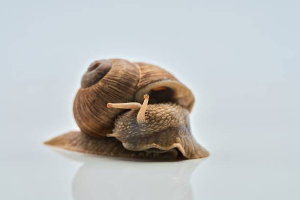 Snail on a Tree