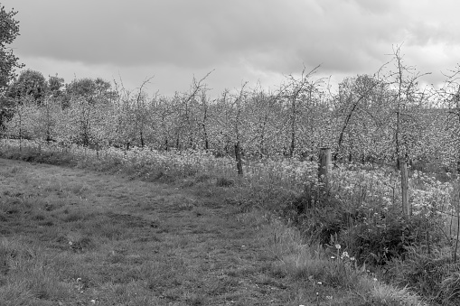 Black and white photo of an apple orchard in blossom
