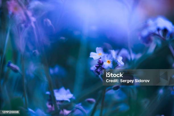 Forgetmenot Flowers Background Stock Photo - Download Image Now - Forget-Me-Not, Flower, Romance