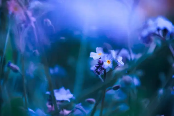 lovely forget-me-nots on a dark green background