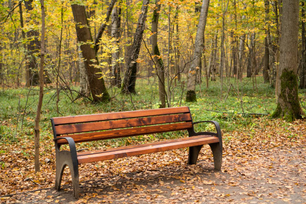 istock Empty bench in the autumnal park. Peaceful autumn landscape. 1319120225