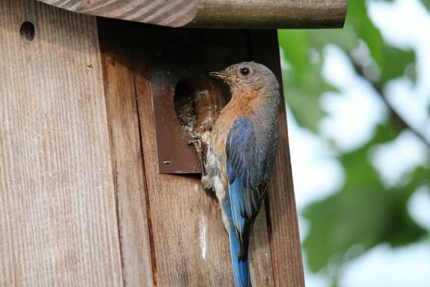 istock bluebird perched on birdhouse feeding baby bird 1319121553