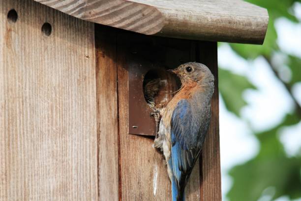 bluebird perched on birdhouse feeding baby bird