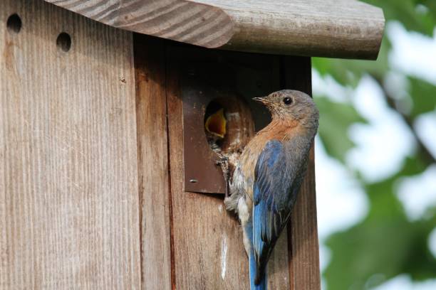 istock bluebird perched on birdhouse feeding baby bird 1319121555