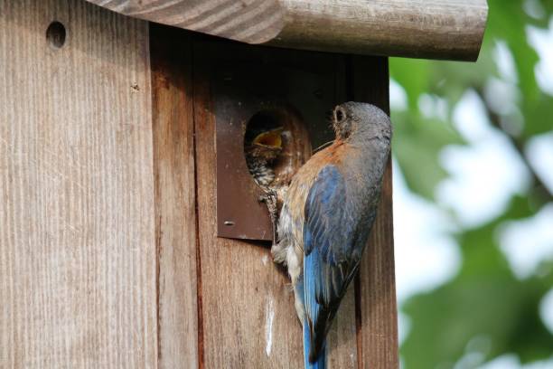 istock bluebird perched on birdhouse feeding baby bird 1319121557