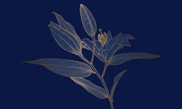 Vector illustration of Luxury art deco gold metallic lily flower linear drawing on deep blue