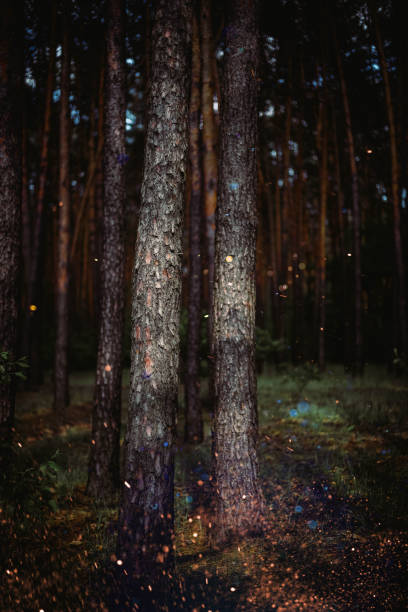 istock Pine forest, dark woodland. Enchanted forest 1319124256