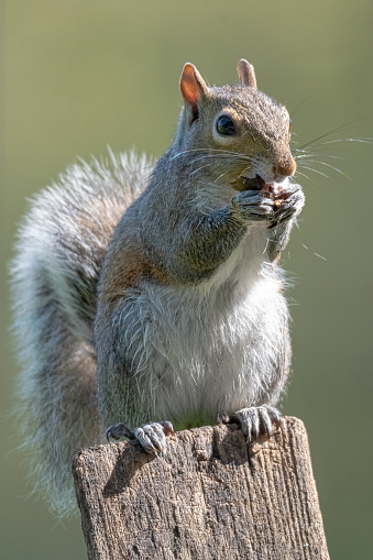 Vertical shot of a squirrel standing on a post eating a nut.